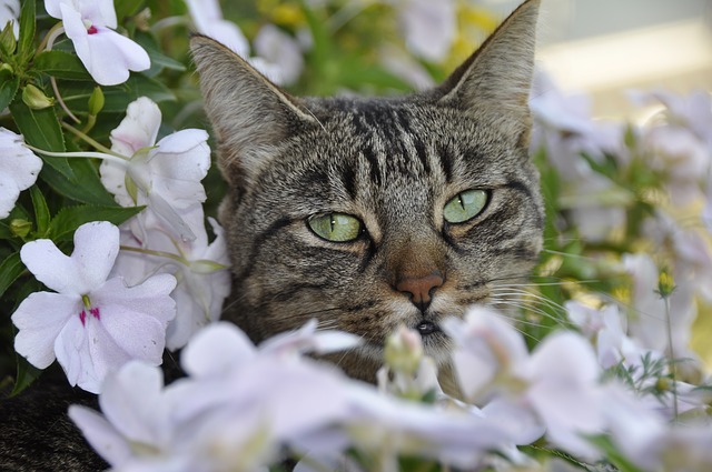 猫にアロマオイルはとっても危険 もふねこ 猫との暮らしをもっと楽しく
