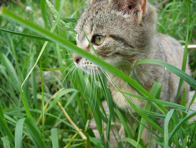 米国アリゾナの大自然が生んだ天才 セルフィーキャット 自撮り猫 って もふねこ 猫との暮らしをもっと楽しく 米国アリゾナの大自然が生んだ天才 セルフィーキャット 自撮り猫 って もふねこ 猫との暮らしをもっと楽しく