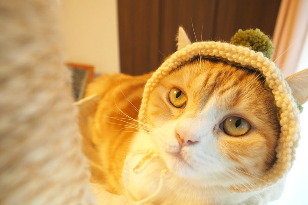 愛猫へ 冬のあったかプレゼント 愛が詰まった手作りニット帽 もふねこ 猫との暮らしをもっと楽しく