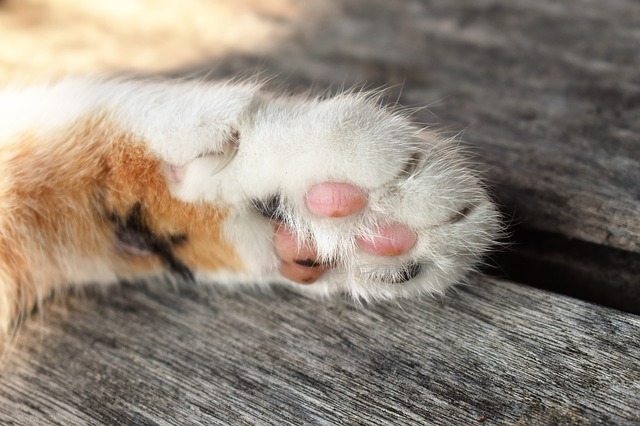 猫のパーツがたまらない！〜肉球・ヒゲ袋編〜 | もふねこ〜猫との