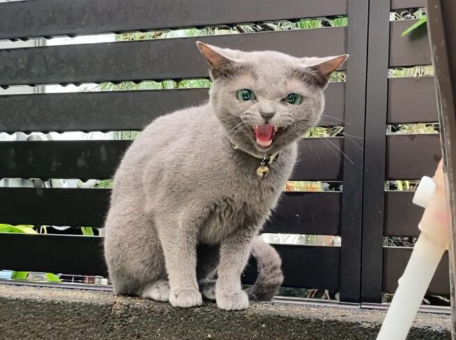 何かを要求する猫
