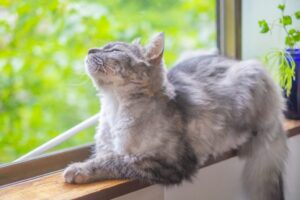 窓辺の猫