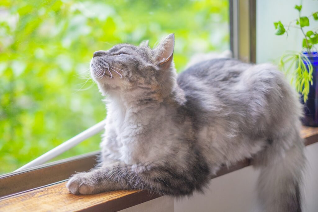 窓辺の猫
