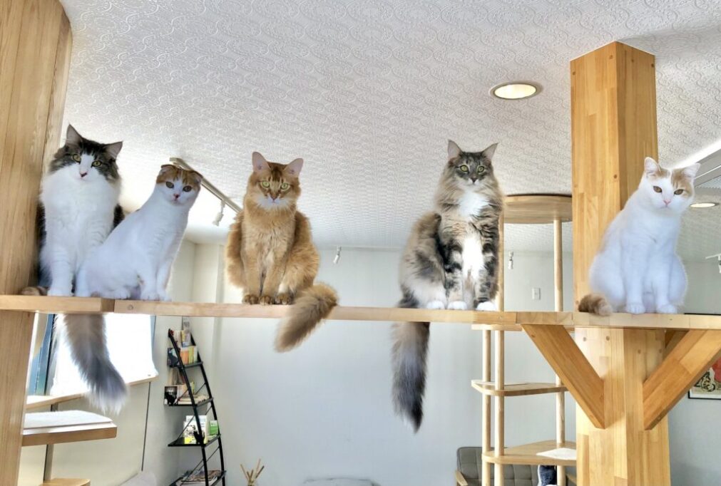 高いところに上っている5匹の猫