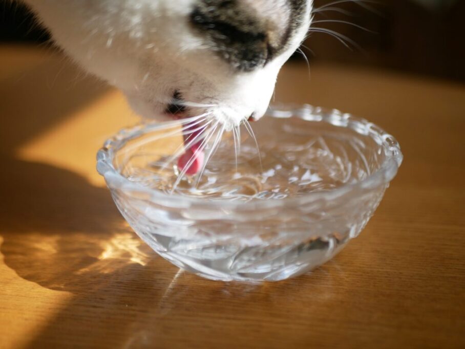 透明のお皿からお水を飲む猫