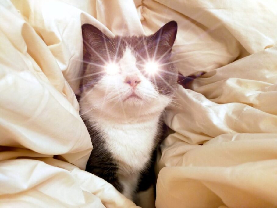 目が光ってる猫
