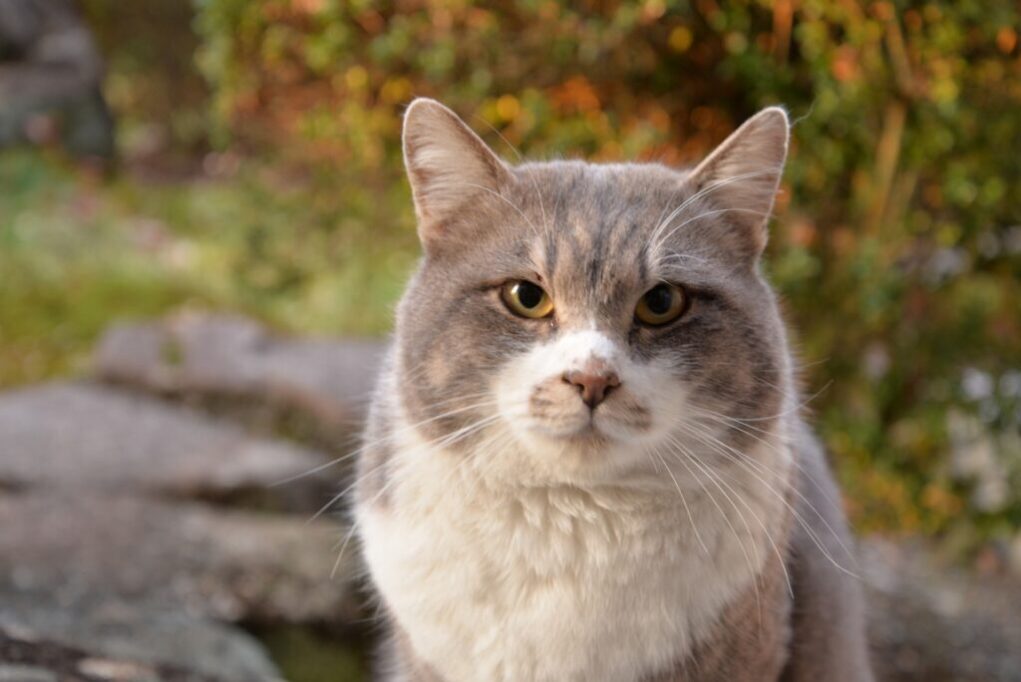 見つめる猫