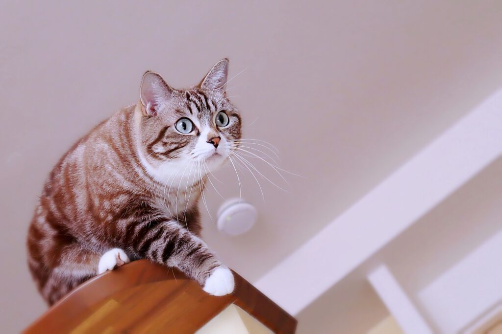 獲物を狙う猫