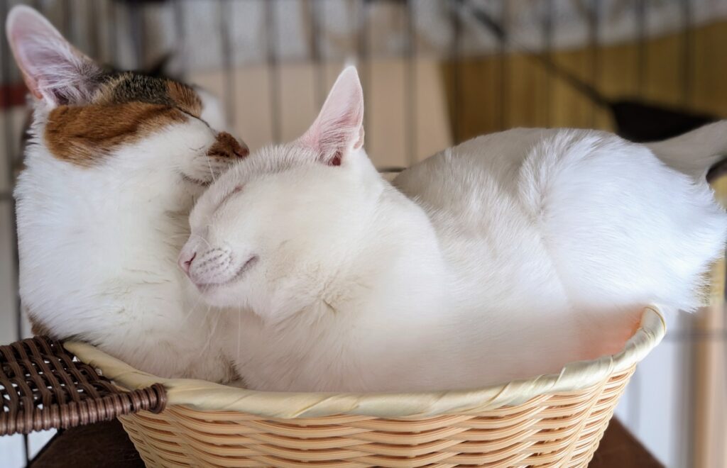 仲の良い2匹の猫