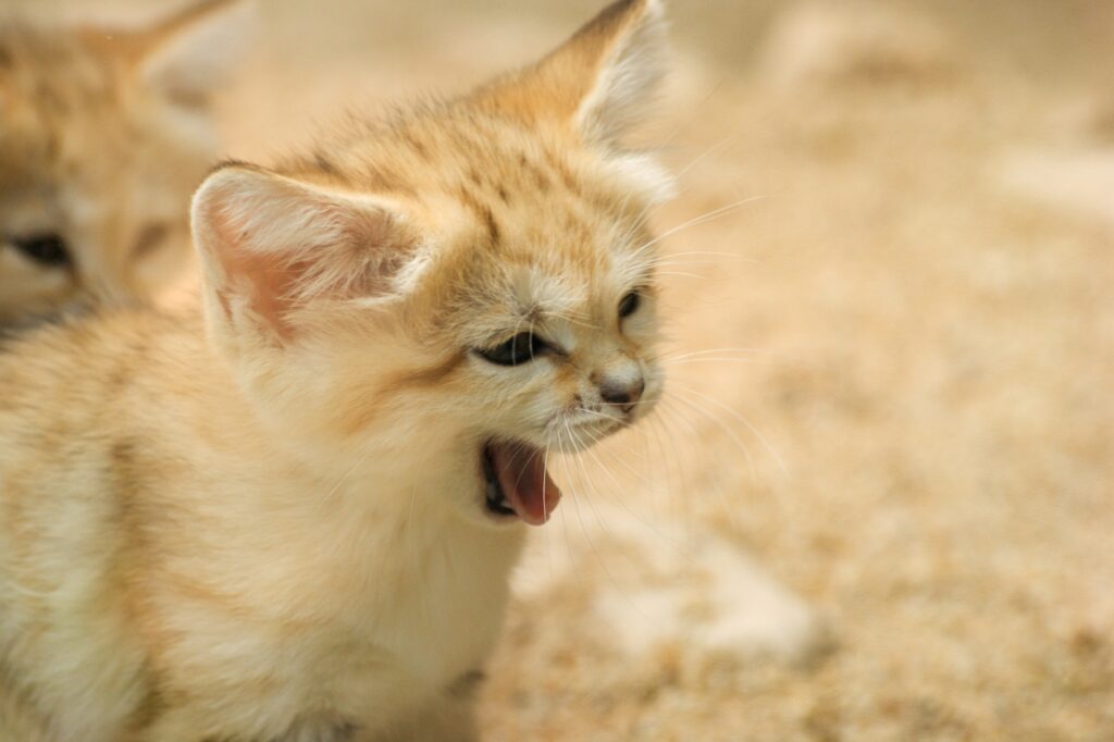砂漠であくびをする子猫