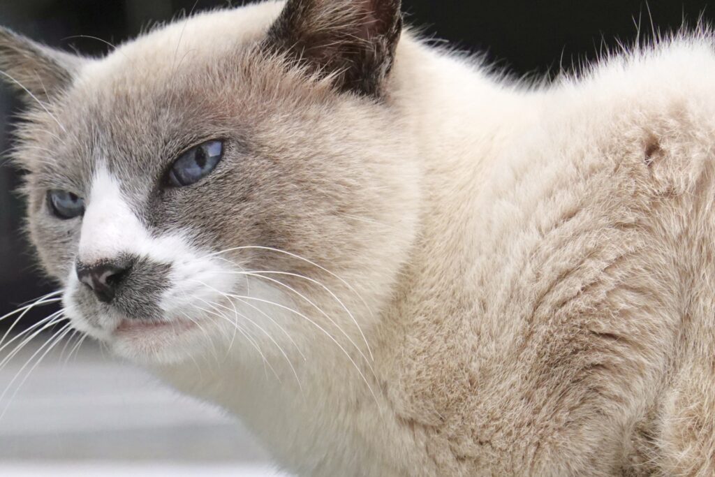 ニヤリとする猫