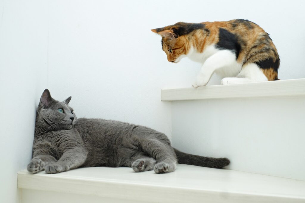 階段で見つめあう2匹の猫