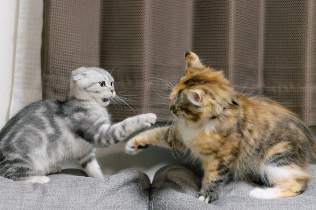 猫パンチしてる2匹の猫