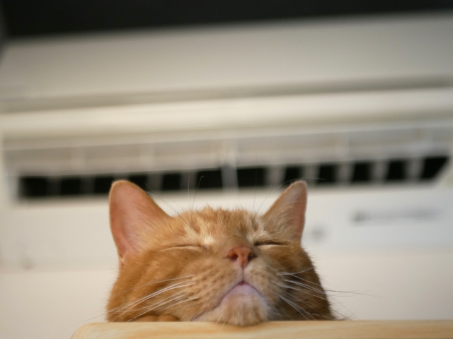 エアコンの下で涼む猫