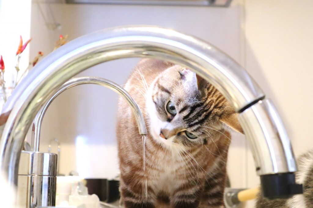 水道から流れる水を眺める猫