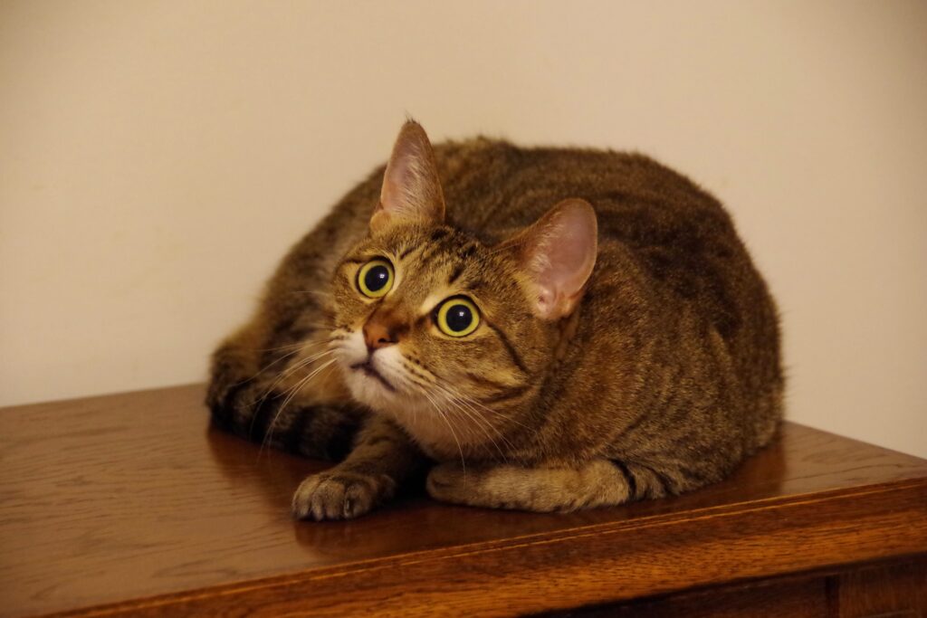 耳ピーンの猫