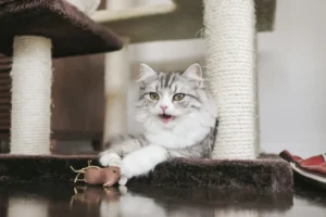 ネズミのおもちゃで遊ぶ猫