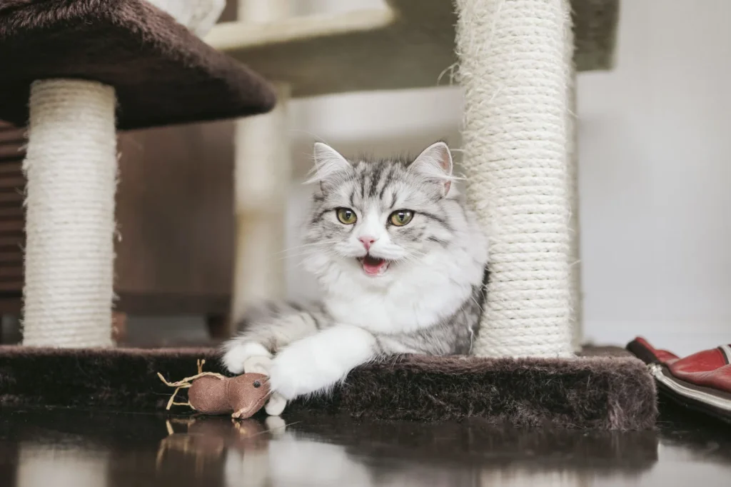 ネズミのおもちゃで遊ぶ猫