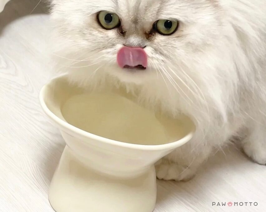 パウ・ボウルSHIZUKUからお水を飲むミヌエット