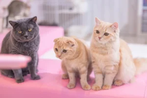 ごはんを待ってる3匹のにゃんこ