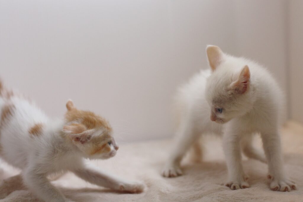 じゃれあってる2匹の子猫