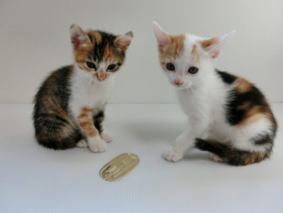 猫に小判