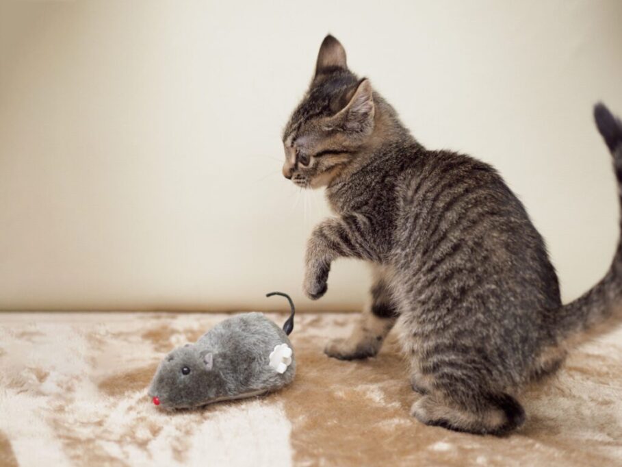 ネズミのおもちゃにパンチしようとする子猫