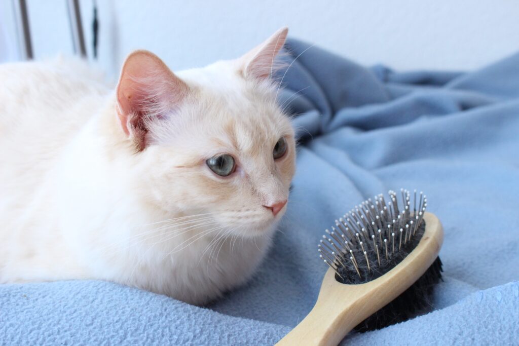 ブラシを見つめる猫