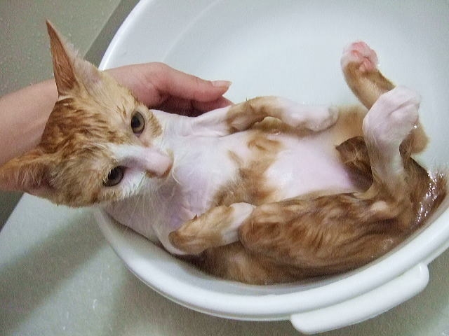 体を洗われる子猫