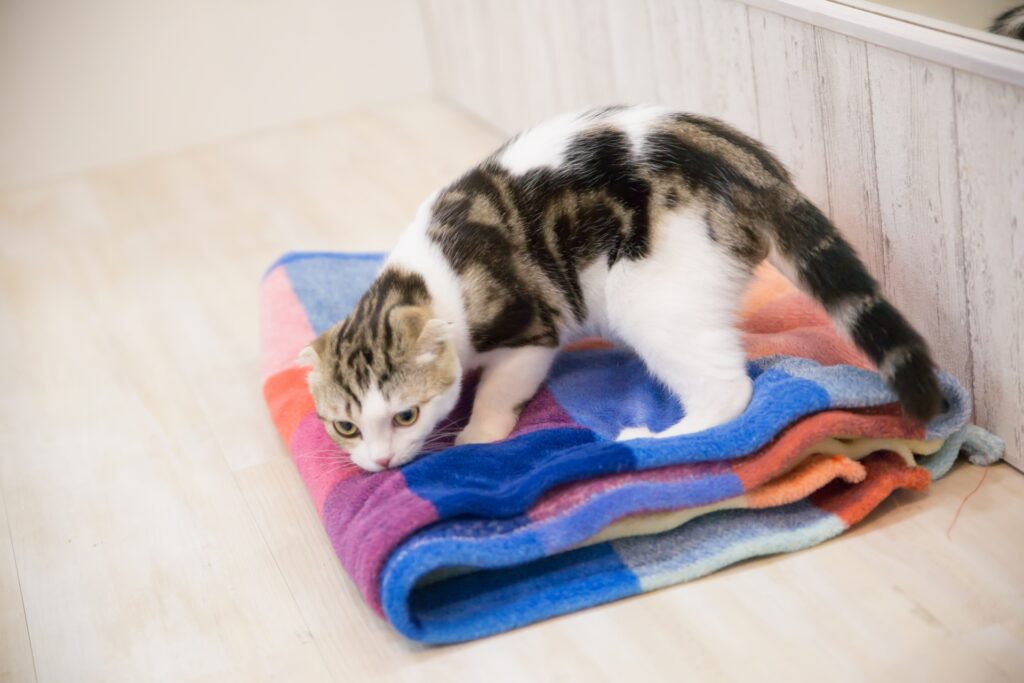 タオルのにおいをかぐ猫