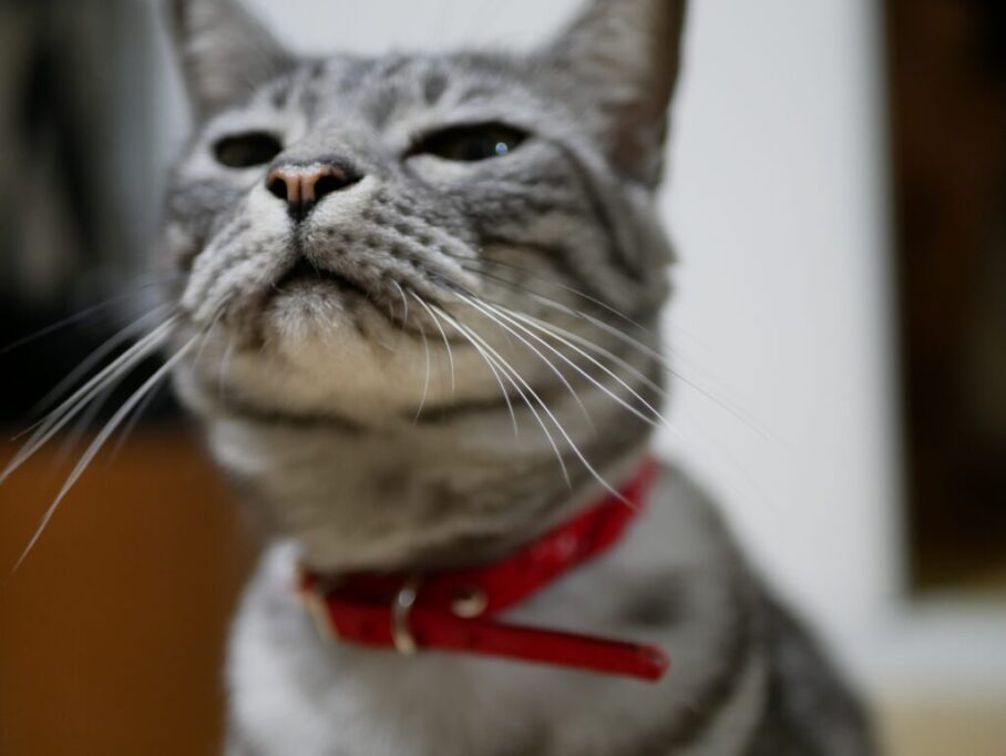 空気のにおいをかぐ猫