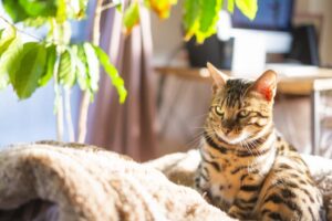 猫と観葉植物