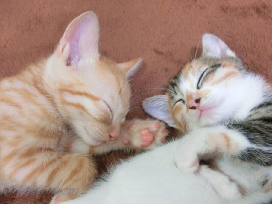 眠る子猫