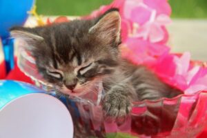 バスケットの中でリラックスする子猫