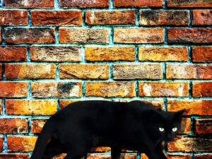 レンガの前を歩く黒猫