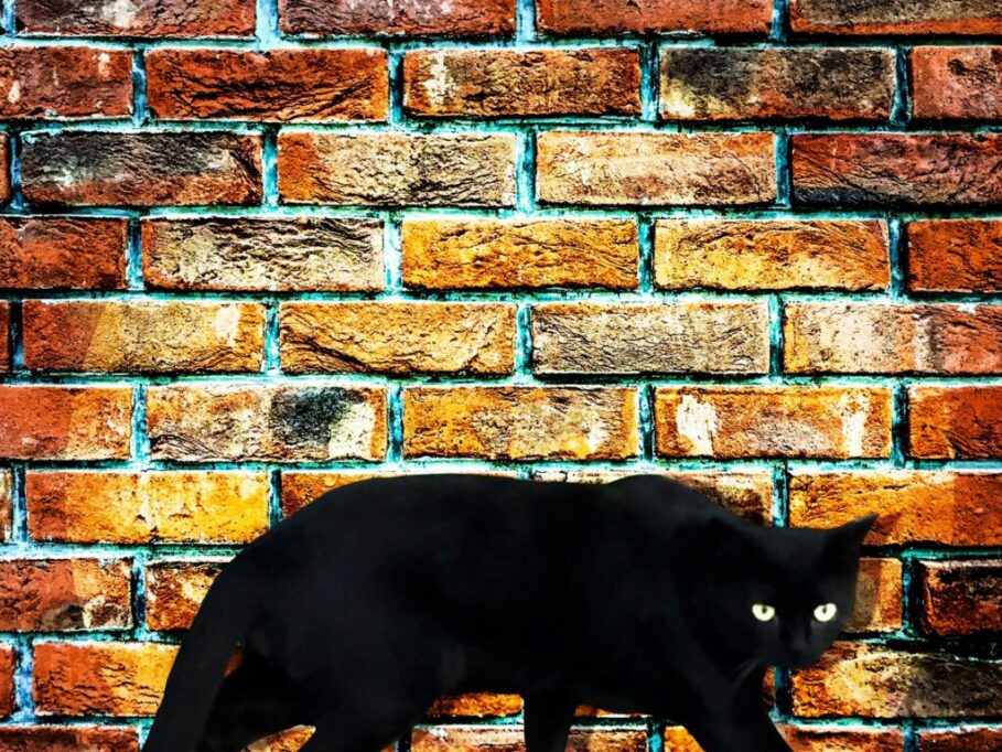 レンガの前を歩く黒猫