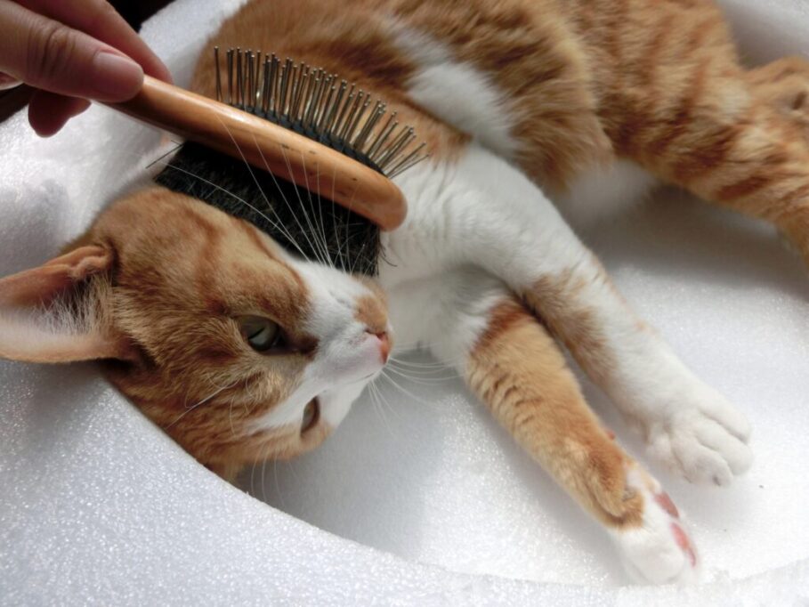 ブラッシングされる猫