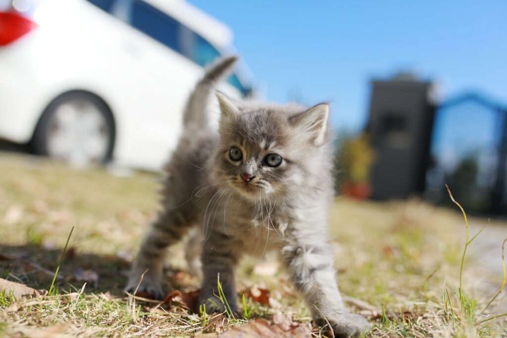 やんのかステップしてる子猫