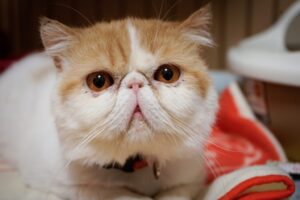 エキゾチックショートヘア