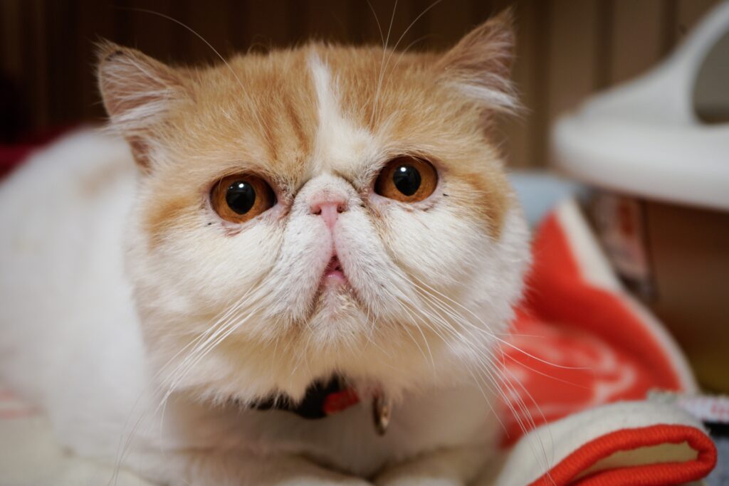 エキゾチックショートヘア