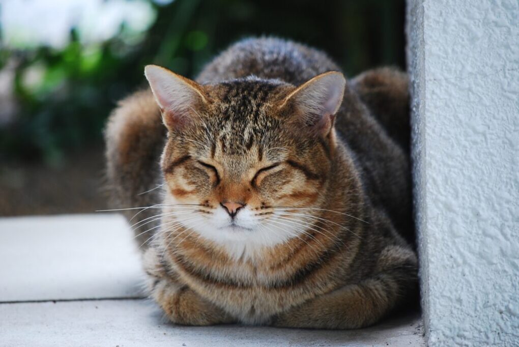 香箱座りをして、目を閉じている猫