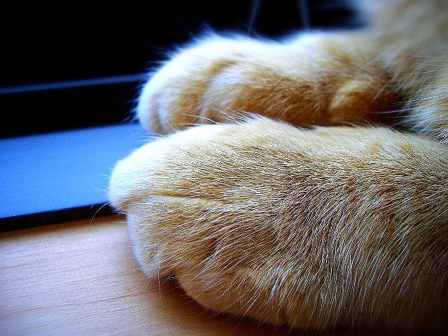 猫の手