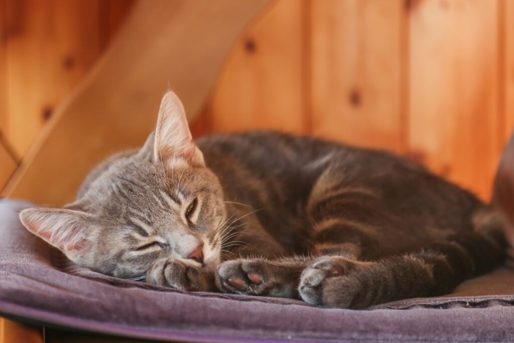 クッションの上で眠る子猫