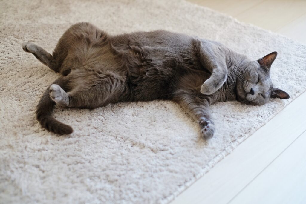 へそ天で寝る猫
