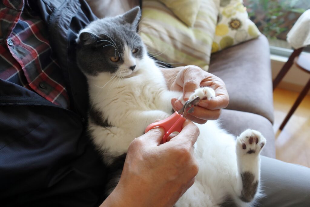 爪切りされる猫