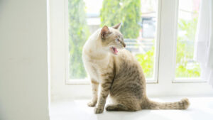 窓辺で日向ぼっこする猫