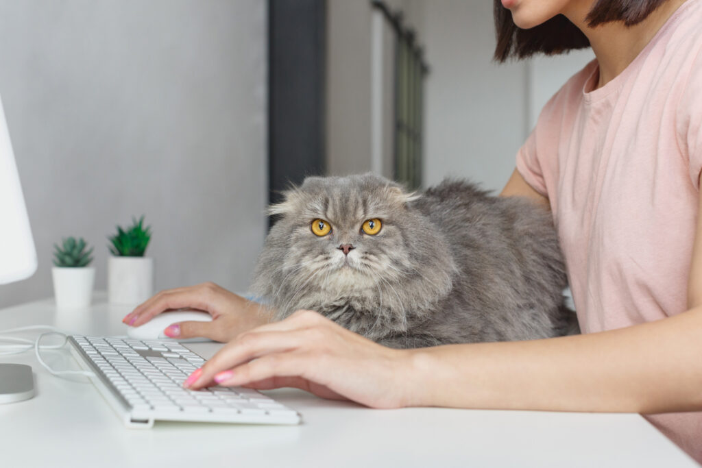 テレワーク中のデスクの上でリラックスする猫