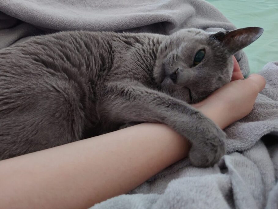 腕に巻き付く猫