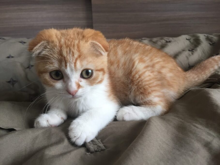 スコティッシュフォールドの子猫