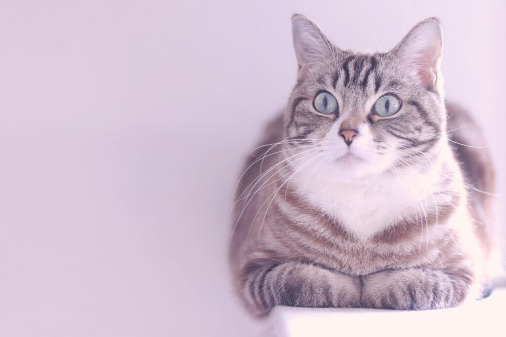 香箱座りする猫